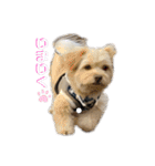 愛犬はる＆なっつ（個別スタンプ：7）