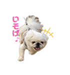 愛犬はる＆なっつ（個別スタンプ：8）