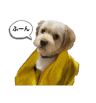 愛犬はる＆なっつ（個別スタンプ：9）