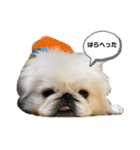 愛犬はる＆なっつ（個別スタンプ：10）