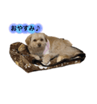愛犬はる＆なっつ（個別スタンプ：11）
