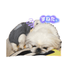 愛犬はる＆なっつ（個別スタンプ：12）
