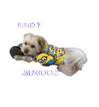 愛犬はる＆なっつ（個別スタンプ：13）