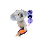 愛犬はる＆なっつ（個別スタンプ：14）
