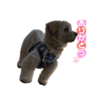 愛犬はる＆なっつ（個別スタンプ：15）