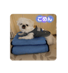 愛犬はる＆なっつ（個別スタンプ：16）