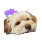 愛犬はる＆なっつ（個別スタンプ：17）