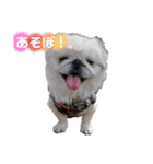 愛犬はる＆なっつ（個別スタンプ：18）