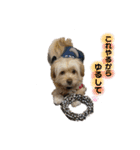 愛犬はる＆なっつ（個別スタンプ：19）