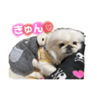 愛犬はる＆なっつ（個別スタンプ：20）