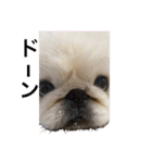 愛犬はる＆なっつ（個別スタンプ：22）
