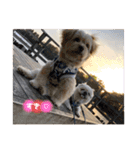 愛犬はる＆なっつ（個別スタンプ：23）