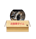 ミル♥️コタファミリー3(=^ェ^=)（個別スタンプ：19）