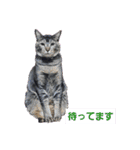ミル♥️コタファミリー3(=^ェ^=)（個別スタンプ：24）