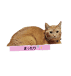 ミル♥️コタファミリー3(=^ェ^=)（個別スタンプ：25）