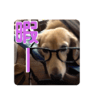 愛犬さっくんPart3（個別スタンプ：2）