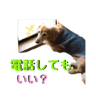 愛犬さっくんPart3（個別スタンプ：3）
