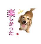 愛犬さっくんPart3（個別スタンプ：4）