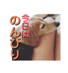 愛犬さっくんPart3（個別スタンプ：5）