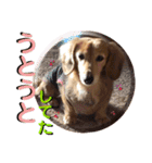 愛犬さっくんPart3（個別スタンプ：6）