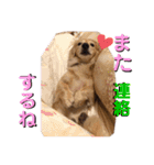 愛犬さっくんPart3（個別スタンプ：7）