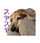 愛犬さっくんPart3（個別スタンプ：8）