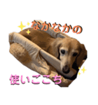 愛犬さっくんPart3（個別スタンプ：9）