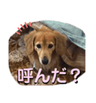 愛犬さっくんPart3（個別スタンプ：11）