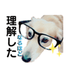 愛犬さっくんPart3（個別スタンプ：12）