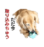 愛犬さっくんPart3（個別スタンプ：13）