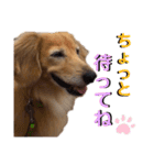 愛犬さっくんPart3（個別スタンプ：14）