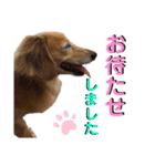 愛犬さっくんPart3（個別スタンプ：15）