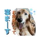 愛犬さっくんPart3（個別スタンプ：16）
