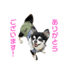 お顔が天才六ちゃんスタンプ（個別スタンプ：1）