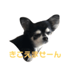 お顔が天才六ちゃんスタンプ（個別スタンプ：3）