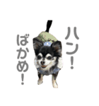 お顔が天才六ちゃんスタンプ（個別スタンプ：4）