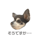 お顔が天才六ちゃんスタンプ（個別スタンプ：7）