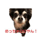 お顔が天才六ちゃんスタンプ（個別スタンプ：19）