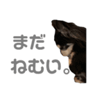 お顔が天才六ちゃんスタンプ（個別スタンプ：20）