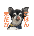 お顔が天才六ちゃんスタンプ（個別スタンプ：40）