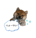 ちゃちゃまるスタンプオリジナル♪（個別スタンプ：12）
