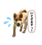 ちゃちゃまるスタンプオリジナル♪（個別スタンプ：13）