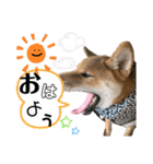 ちゃちゃまるスタンプオリジナル♪（個別スタンプ：27）