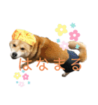 ちゃちゃまるスタンプオリジナル♪（個別スタンプ：39）