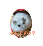 マメスタ(パールドワーフ)vol2（個別スタンプ：1）