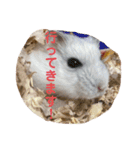 マメスタ(パールドワーフ)vol2（個別スタンプ：2）