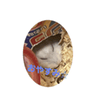 マメスタ(パールドワーフ)vol2（個別スタンプ：3）