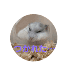 マメスタ(パールドワーフ)vol2（個別スタンプ：4）
