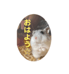 マメスタ(パールドワーフ)vol2（個別スタンプ：5）