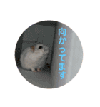 マメスタ(パールドワーフ)vol2（個別スタンプ：7）